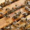 Защо са важни пчелите