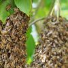 Информация за пчелните роеве