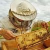 Ново поколение пчелари ще се обучават по програмата на Пчеларски университет