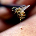 Пчелна отрова