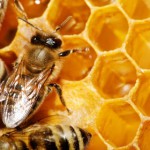 Снимки на пчели