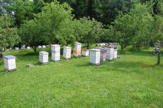 От 21-и ноември приемат документи по пчеларската програма