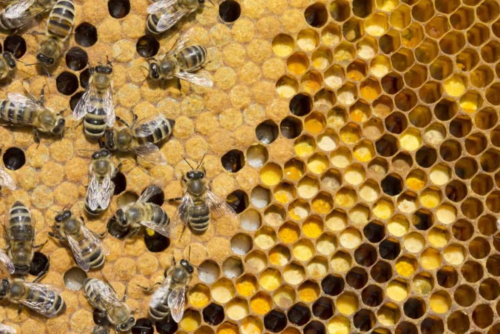 Пчелите - защо трябва да се грижим за тях и да ги запазим