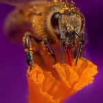 Основни фактори, които влияят на здравето на пчелите