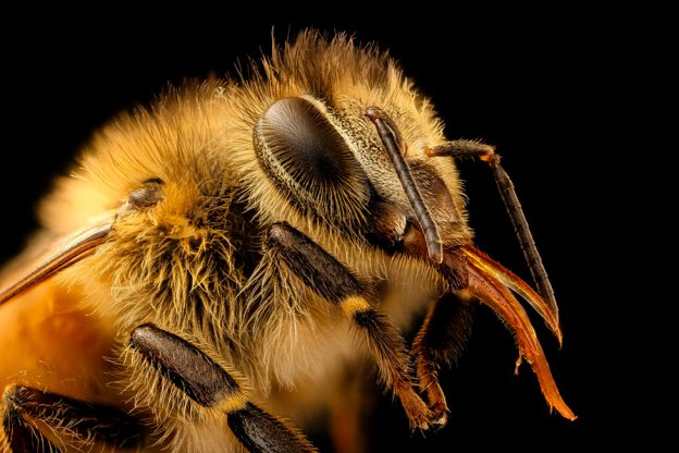 Колко умни са пчелите?