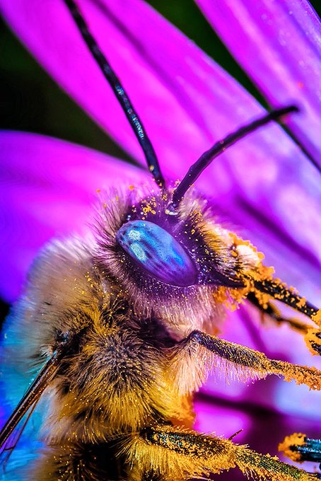 Интересни факти за пчелите